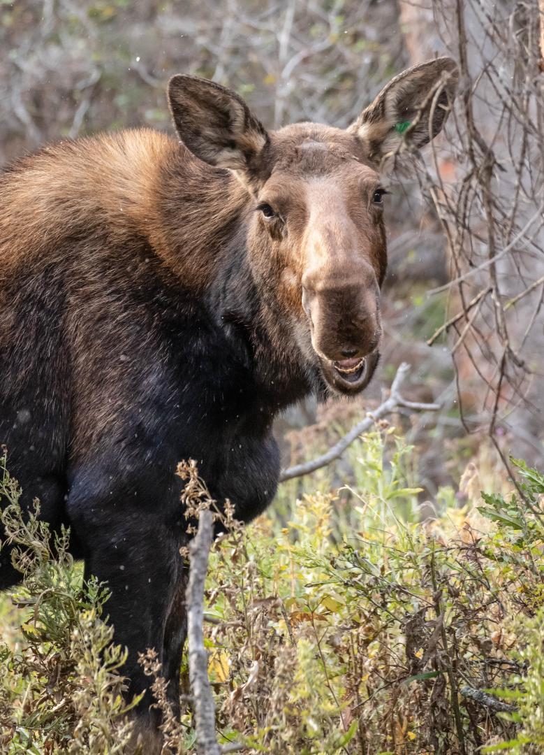 Moose