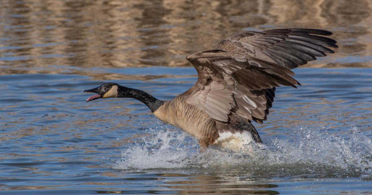Goose