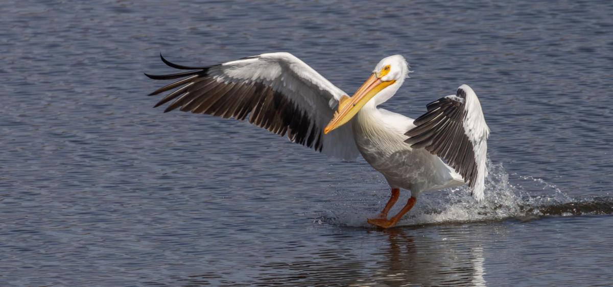 Pelican