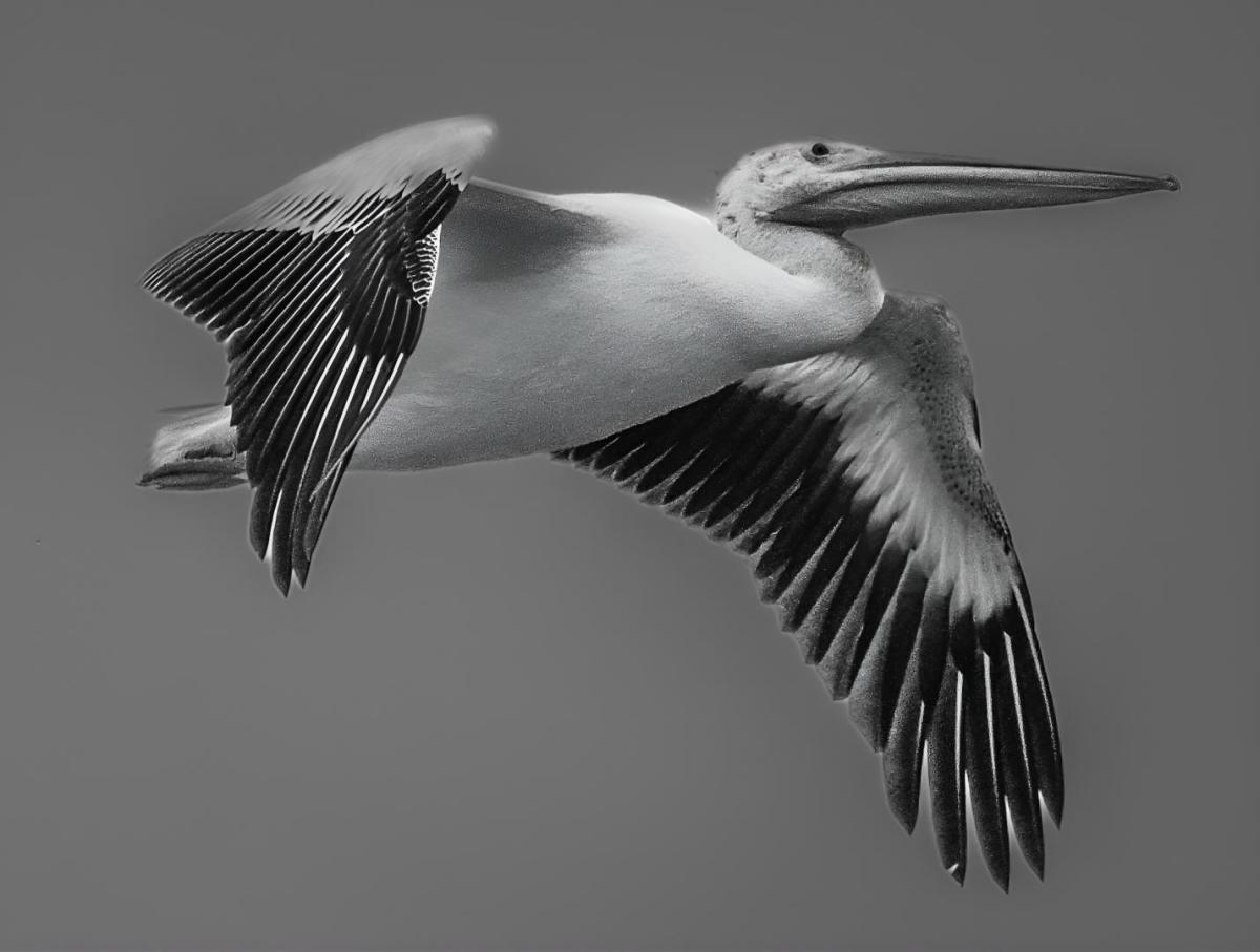 Pelican flying solo