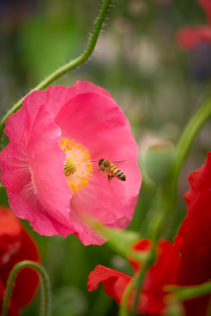 Competition entry: "That'll be $12.87, please pull ahead to the next flower."