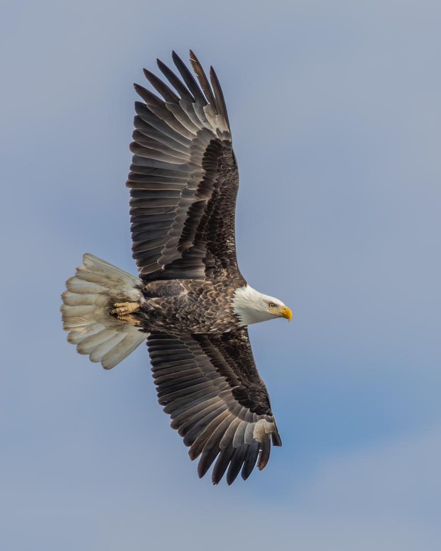 Eagle soaring