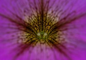 Competition entry: Pink Flower
