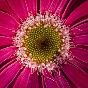 Competition entry: Flower