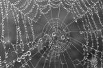 Competition entry: Spider Web Spider