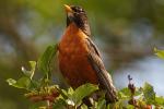 Competition entry: Alert Robin