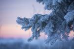 Competition entry: Sunset Glow on Frosted Pine