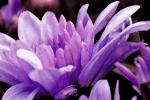 Competition entry: Purple Mum