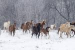 Competition entry: The Mares