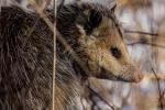 Competition entry: Posing Possum