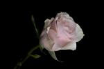 Competition entry: Painted Rose