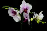 Competition entry: Orchid Perfection