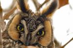 Competition entry: Mr. Owl