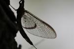 Competition entry: Mayfly