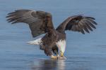 Competition entry: Eagle with Fish