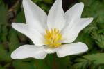 Competition entry: Bloodroot