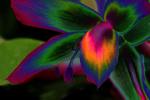 Competition entry: A flower with personality