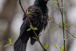 Competition entry: Blackbird singing