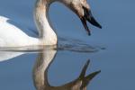 Competition entry: Reflection