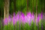 Competition entry: Phlox